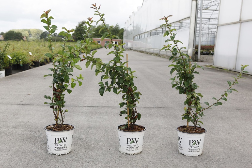 Chaenomeles speciosa Proven Winners® 'Scarlet Storm' (PBR) cont. 3L deco 40/+ cm +p