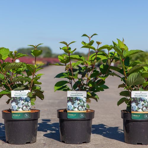 Viburnum plicatum 'Grandiflorum' cont. 3,6L 40-50 cm +ф
