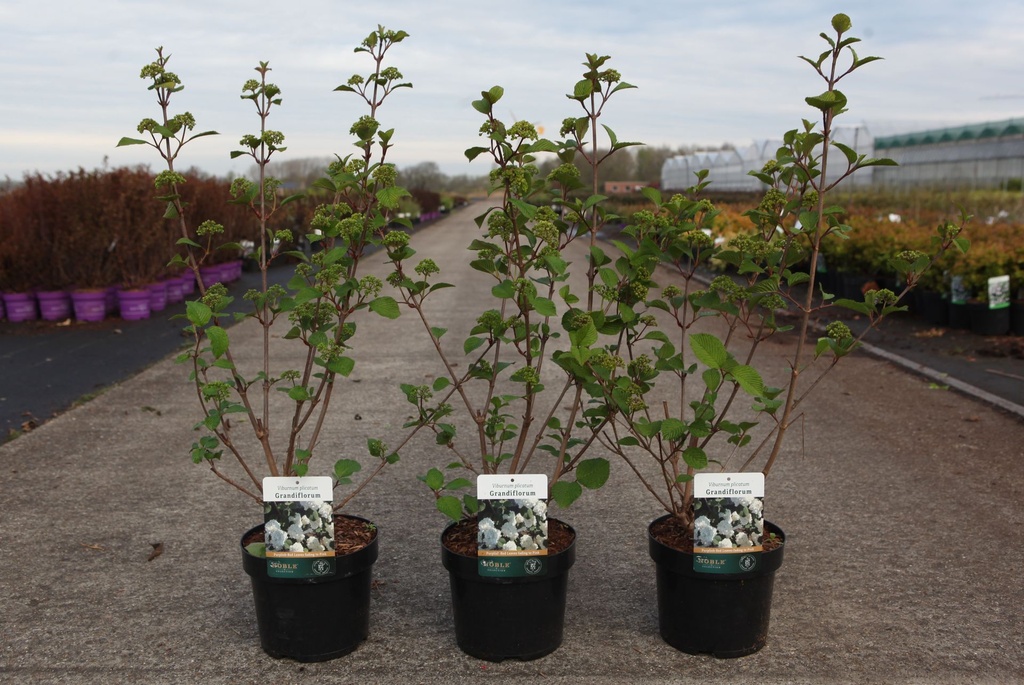 Viburnum plicatum 'Grandiflorum' cont. 3,6L 40-50 cm +p