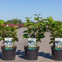 Viburnum plicatum 'Grandiflorum' cont. 3,6L 40-50 cm +B