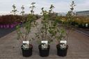 Viburnum plicatum 'Grandiflorum' cont. 3,6L 40-50 cm +p
