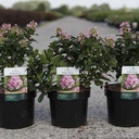 Escallonia PINK ELLE (PBR) cont. 3,6L 30-40 cm +B
