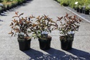 Diervilla splendens DIVA (PBR) cont. 3,6L 40/+ cm +ф