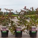 Diervilla splendens DIVA (PBR) cont. 3,6L 40/+ cm +p