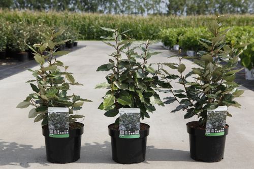 Elaeagnus ebbingei 'Compacta' cont. 3,6L 40-50 cm +B