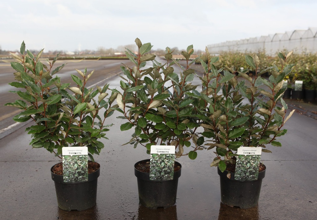 Elaeagnus ebbingei 'Compacta' cont. 3,6L 40-50 cm +p