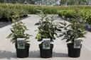 Elaeagnus ebbingei 'Compacta' cont. 3,6L 40-50 cm +B