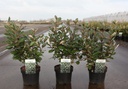 Elaeagnus ebbingei 'Compacta' cont. 3,6L 40-50 cm +p