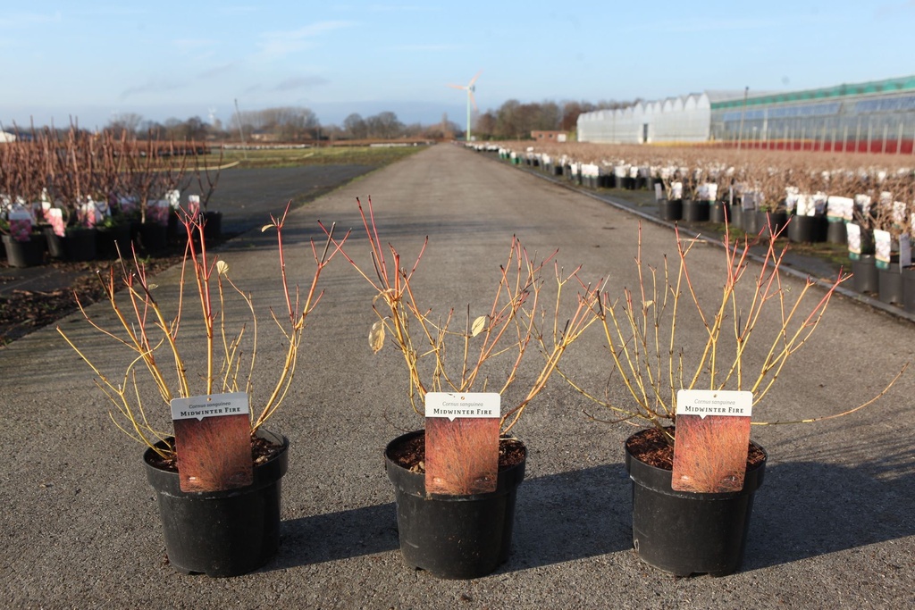 Cornus sanguinea 'Midwinter Fire' cont. 3,6L 40/+ cm +p