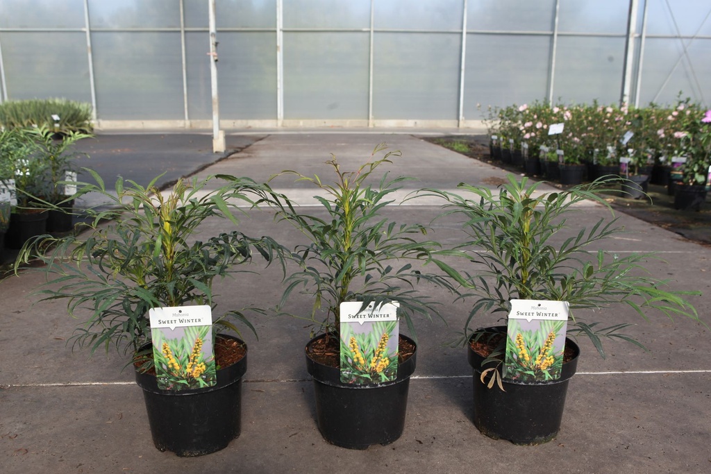 [P] Mahonia eurybracteata SWEET WINTER (PBR) cont. 3,6L 30-40 cm +f