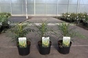 Mahonia eurybracteata SWEET WINTER (PBR) cont. 3,6L 30-40 cm +f