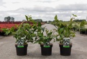 Viburnum plicatum 'Pink Beauty' cont. 3,6L 40/+ cm +p