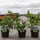 Viburnum plicatum 'Pink Beauty' cont. 3,6L 40/+ cm +p