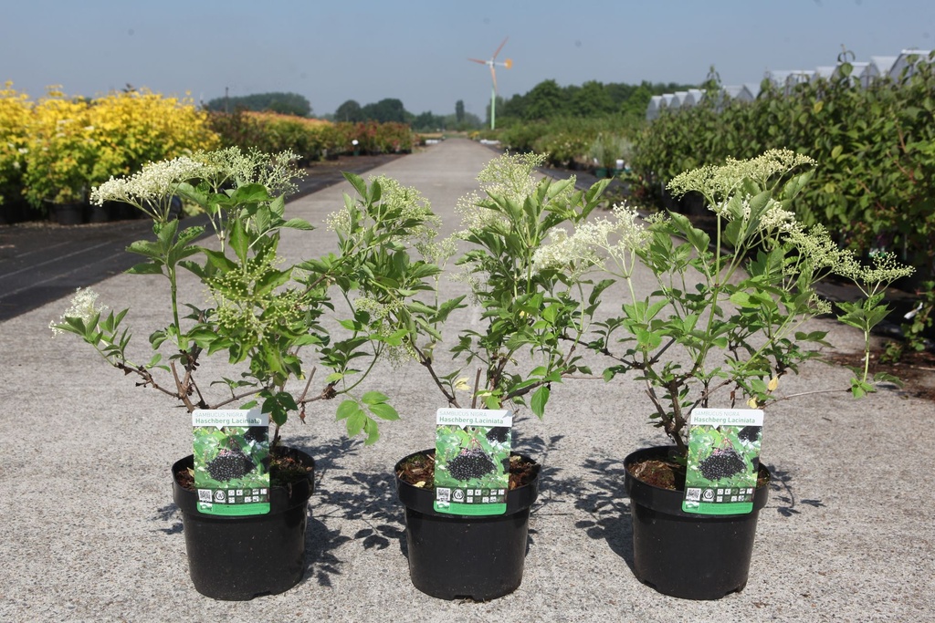 Sambucus nigra 'Haschberg' cont. 3,6L 40-50 cm +p
