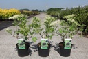 Sambucus nigra 'Haschberg' cont. 3,6L 40-50 cm +p