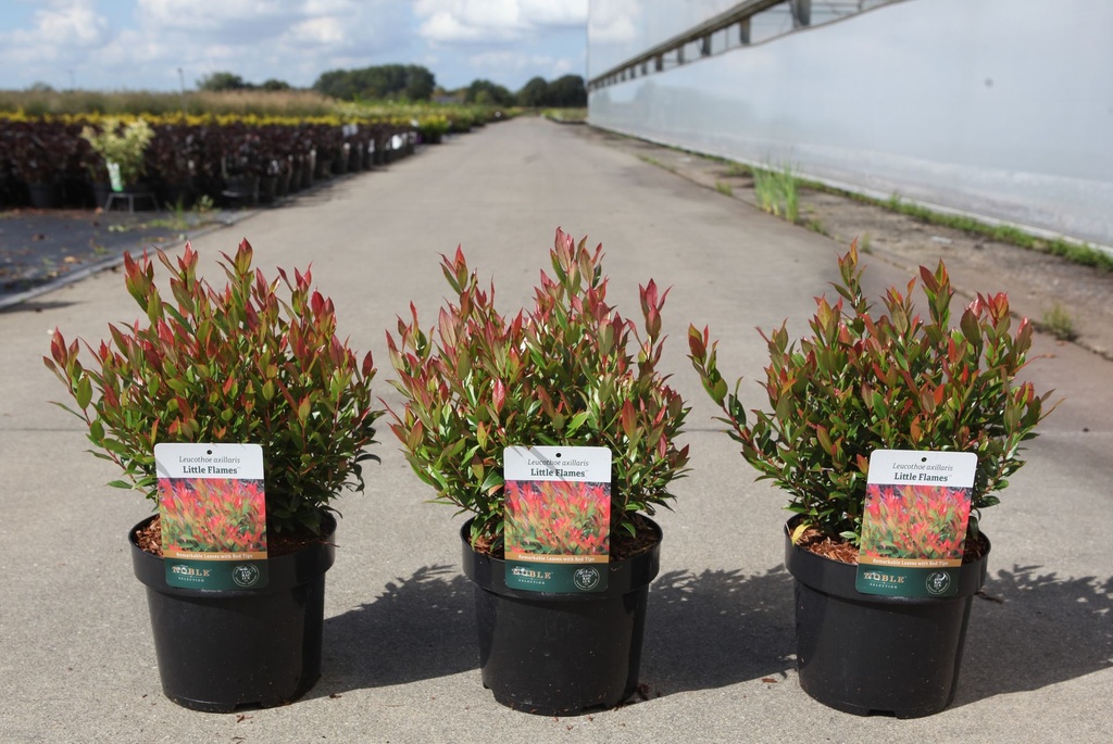 Leucothoe axillaris 'Little Flames' (PBR) cont. 3,6L 25/+ cm +ф