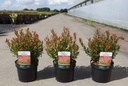 Leucothoe axillaris 'Little Flames' (PBR) cont. 3,6L 25/+ cm +f
