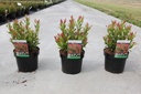 Leucothoe axillaris 'Little Flames' (PBR) cont. 3,6L 25/+ cm +p