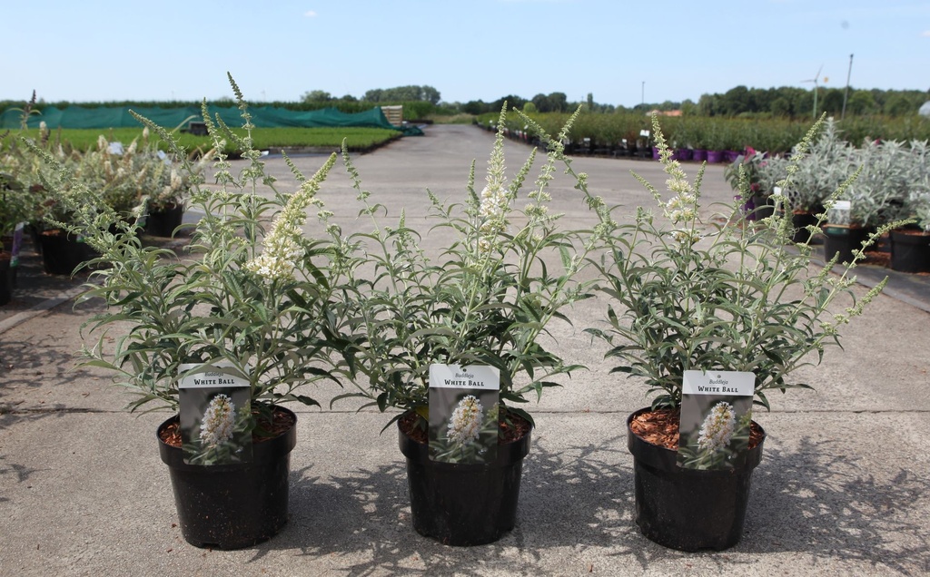 [P] Buddleja 'White Ball' cont. 3,6L 30-40 cm +p