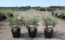 Buddleja 'White Ball' cont. 3,6L 30-40 cm +ф