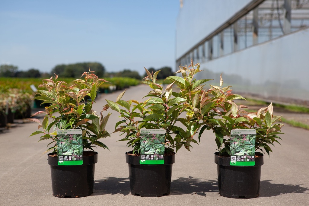 Leucothoe fontanesiana 'Rainbow' cont. 3,6L 30-40 cm +B