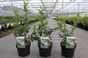 Abeliophyllum distichum cont. 3,6L 30-40 cm +B