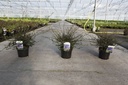 Ceanothus 'Blue Sapphire®' (PBR) cont. 3,6L 40-50 cm +B