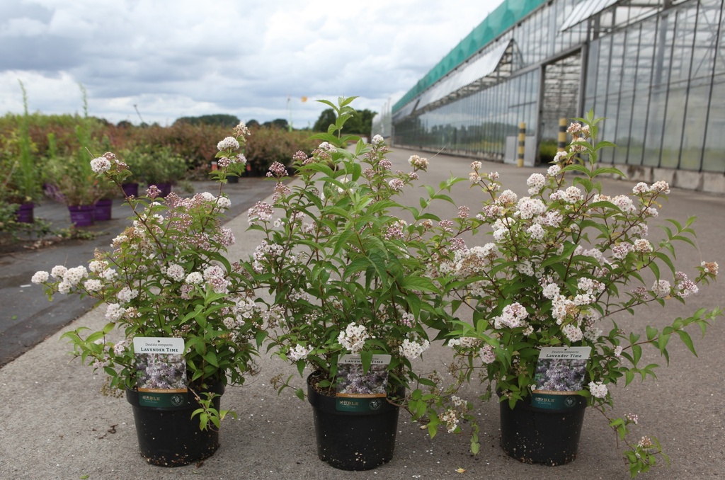 [P] Deutzia compacta 'Lavender Time' cont. 3,6L 30-40 cm +ф