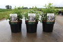 Deutzia compacta 'Lavender Time' Noble® cont. 3,6L 30-40 cm +p