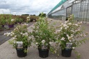 Deutzia compacta 'Lavender Time' cont. 3,6L 30-40 cm +ф
