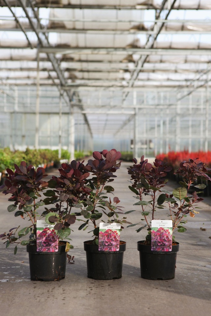 Cotinus coggygria 'Lilla' (PBR) cont. 3,6L 40/+ cm +ф