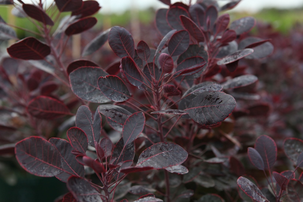 Cotinus coggygria 'Lilla' (PBR) cont. 3,6L 40/+ cm +p
