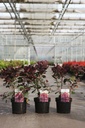 Cotinus coggygria 'Lilla' (PBR) cont. 3,6L 40/+ cm +ф