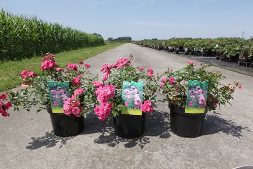 [P] Rosa 'Red Fairy' cont. 3,6L +p