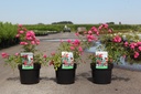 Rosa 'Red Fairy' cont. 3,6L +f