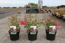 Rosa 'Red Fairy' cont. 3,6L +p
