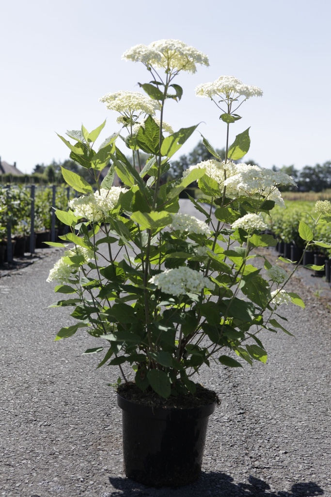 Hydrangea arborescens Proven Winners® 'Lime Rickey®' cont. 10L deco 60-80 cm +p