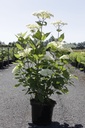 Hydrangea arborescens Proven Winners® 'Lime Rickey®' cont. 10L deco 60-80 cm +p