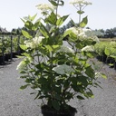 Hydrangea arborescens Proven Winners® 'Lime Rickey®' cont. 10L deco 60-80 cm +p