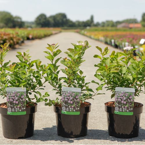 Spiraea betulifolia PINK SPARKLER (PBR) cont. 3,6L 25-30 cm +B