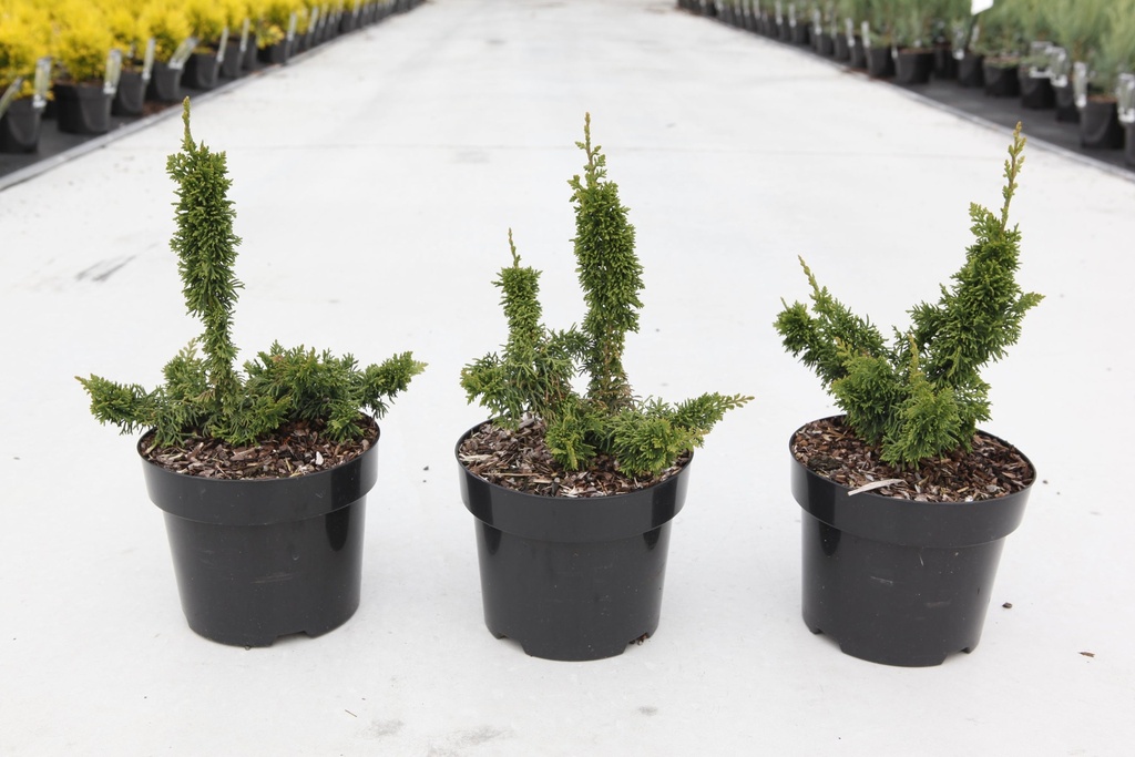 [P] Thuja occidentalis 'Malonyana Holub' cont. 2L 15-20 cm +ф