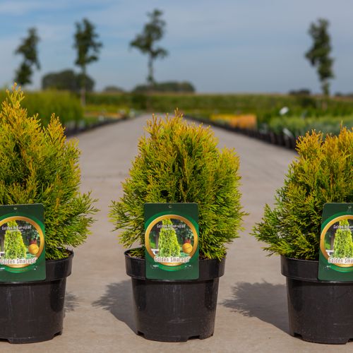 Thuja occidentalis 'Golden Smaragd' cont. 3L 30/+ cm +B