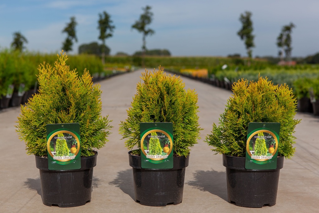 Thuja occidentalis 'Golden Smaragd' cont. 3L 30/+ cm +p