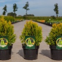 Thuja occidentalis 'Golden Smaragd' cont. 3L 30/+ cm +ф