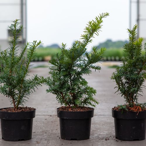 [P] Taxus baccata 'Summergold' cont. 2L 25-30 cm +B