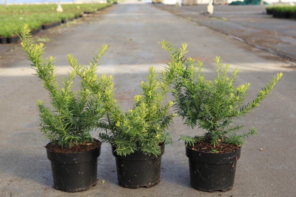 [P] Taxus baccata 'Summergold' cont. 2L 25-30 cm +p