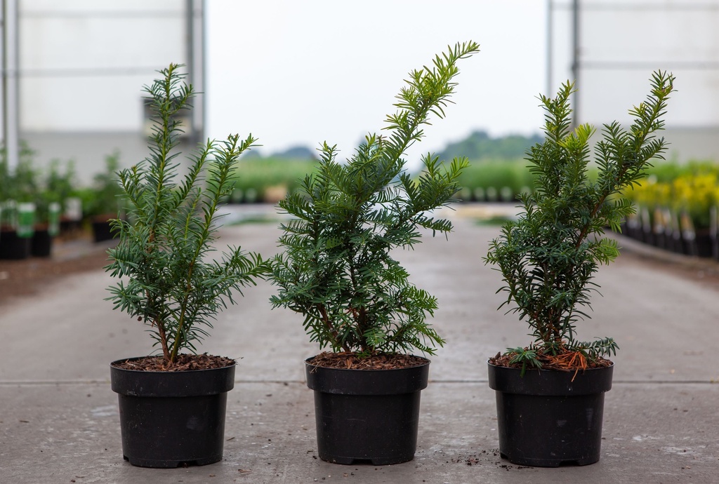 Taxus baccata 'Summergold' cont. 2L 25-30 cm +p
