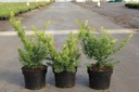 Taxus baccata 'Summergold' Kont. 2L 25-30 cm +B