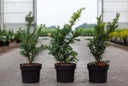 Taxus baccata 'Summergold' cont. 2L 25-30 cm +ф