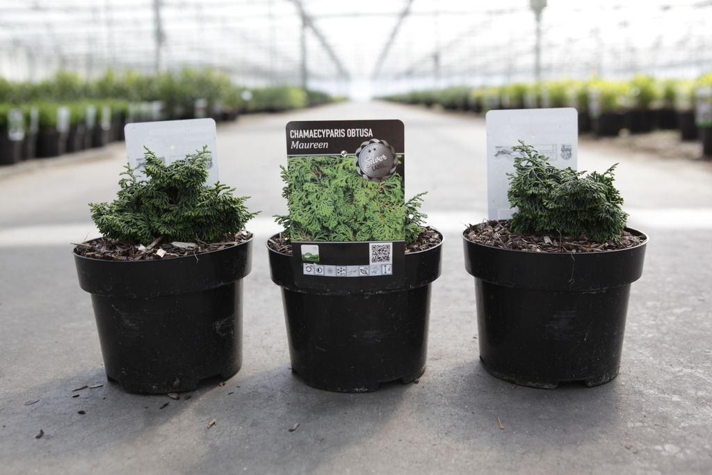 Chamaecyparis obtusa 'Maureen' cont. 2L 15/+ cm +f